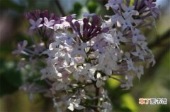 【品种】丁香花有什么品种，盘点10种最美丁香花品种