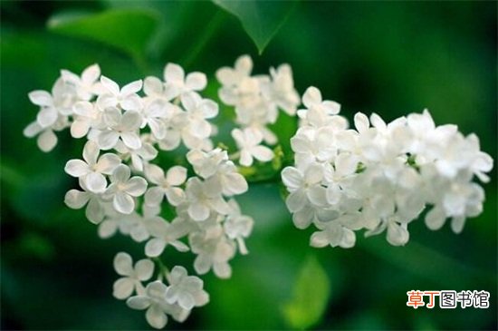【品种】丁香花有什么品种，盘点10种最美丁香花品种
