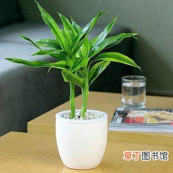 【旺盛】富贵竹怎么养才能更旺盛，如何才能养好富贵竹