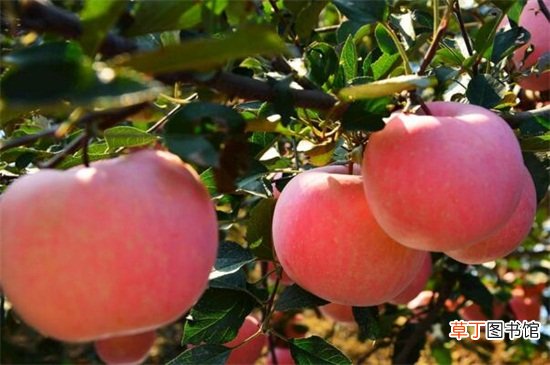 【季节】苹果在什么季节成熟