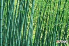 【竹子】竹子的诗句，丰富且有韵味