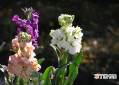 【兰花】紫罗兰花语：各颜色的花语