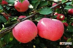 【季节】苹果是在什么季节成熟，秋季7～11月会成熟