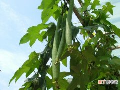 【种植方法】丝瓜的种植方法：生长前期应保持土壤湿润，忌积水