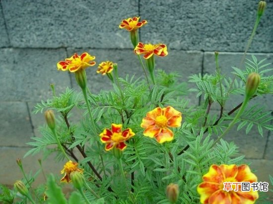 【月份】孔雀草的花期：五六月份开花，?可持续到下霜冻死为止
