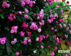 【花语】蔷薇花语：热恋,永恒的微笑
