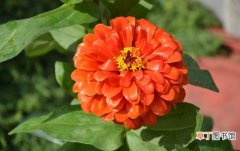 【开放】7种在秋天开放的橙色花朵：百日菊，金凤花，孔雀草