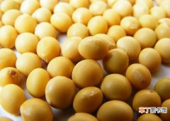 【黄豆】吃黄豆会胖吗：一般不会，黄豆的脂肪含量相对较低