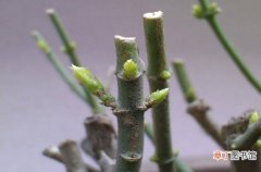 【修剪】龙吐珠什么时候修剪：在扦插苗或播种苗盆栽后长至15厘米时，进行截