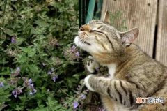 【养殖方法】猫薄荷的养殖方法和注意事项：让你家猫咪从此快活似神仙