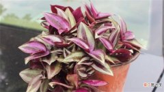 【养殖方法】紫吊兰的养殖方法和注意事项