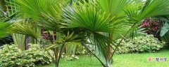 【栽培】棕榈的栽培及加工技术