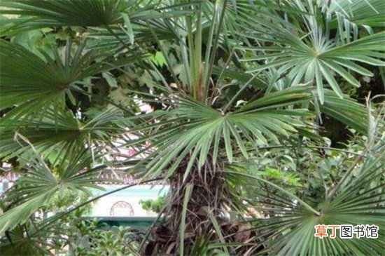 【栽培】棕榈的栽培及加工技术