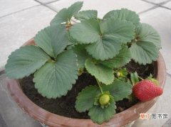 【种植】草莓种植：勤浇水但不能有积水
