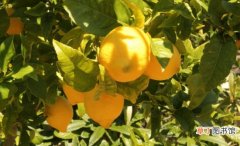 【养殖方法】柠檬的养殖方法和注意事项：阳光过分强烈,生长不良