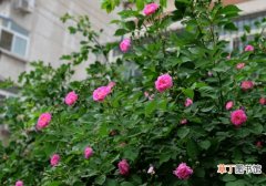 【方法】蔷薇的繁殖方法：扦插，最简单快捷的方法