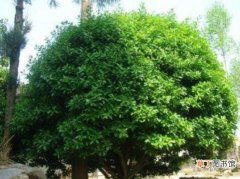 【种类】冬青树种类有哪些，盘点七种常见的冬青树