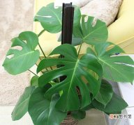 【净化空气】植物净化空气能力对比，龟背竹展示超强吸甲醛能力