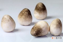 【高温】草菇的种植：喜高温、高湿的环境