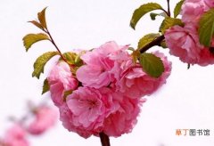 【花期】怎样控制榆叶梅的花期：每日早中晚各喷1次水,室温保持在18℃以上