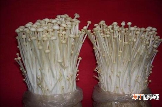 【种植方法】金针菇的种植方法
