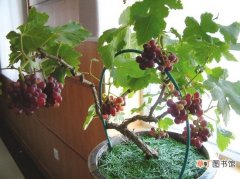 【种子】葡萄种子种植的方法：播种前需要进行催熟处理