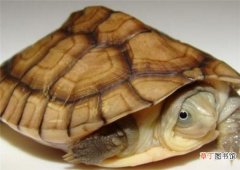 黄喉拟水龟怎么养-黄喉拟水龟饲养注意事项