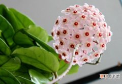 【开花】怎样使球兰开花：介质、光照、温差和品种等是关键因素