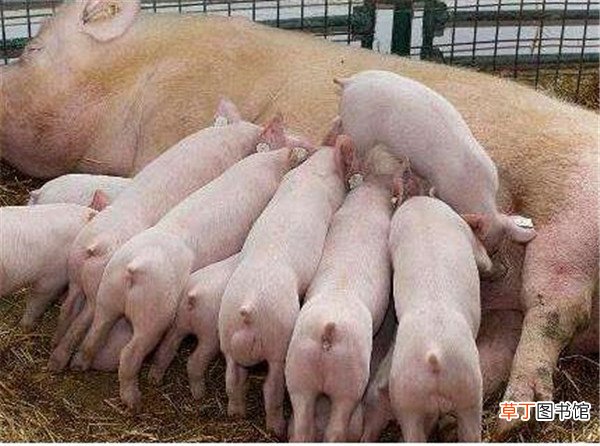 母猪存栏与生猪出栏折算-生猪补栏集中在几月份