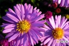 【花】怎样使荷兰菊株型丰满、花繁色艳