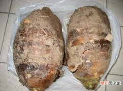 【养殖方法】槟榔芋的养殖方法：高温潮湿环境生长最佳