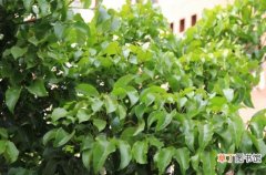 【养殖方法】垂叶榕的养殖方法：生长旺盛期应经常浇水