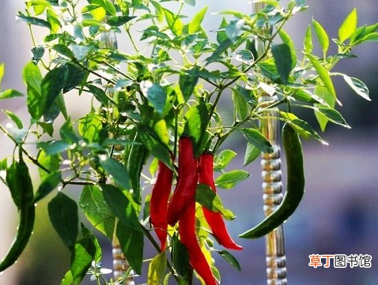 【种植】辣椒什么时候种植：辣椒喜热,春播和初夏播种最合适