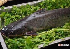 梭边鱼和鲶鱼的区别-钳鱼的营养价值及功效
