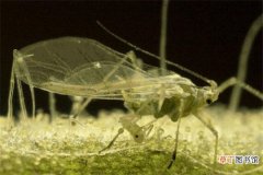 蚜科与粉虱科区别-蚜科主要特征
