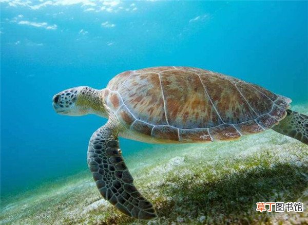 玳瑁海龟濒临灭绝的原因 玳瑁海龟是几级保护动物
