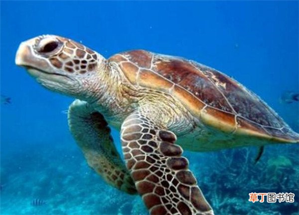 玳瑁海龟濒临灭绝的原因 玳瑁海龟是几级保护动物