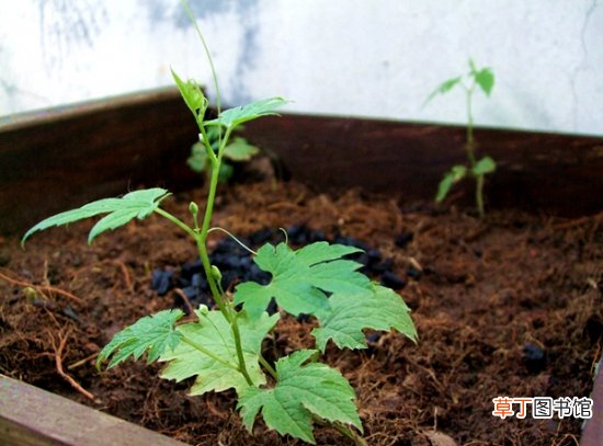 附图 【种植】阳台种植苦瓜的方法：手把手教你在家种植苦瓜