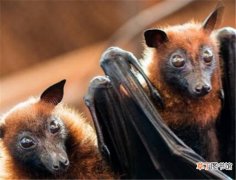 澳大利亚狗头蝙蝠多大-蝙蝠为什么经常倒挂着