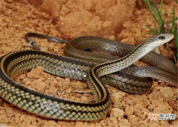 青蛇图片和养殖方法 乌梢蛇的功效与作用