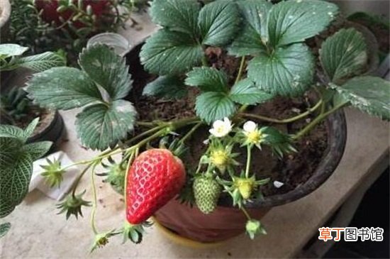 【草莓】盆栽草莓冬天结果吗，栽种冬草莓会结果
