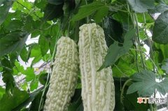 【品种】亩产2万斤苦瓜品种，台湾大白苦瓜产量2～3万斤