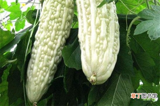 【品种】亩产2万斤苦瓜品种，台湾大白苦瓜产量2～3万斤