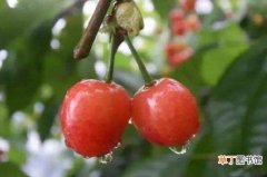 【挂果】红妃樱桃几年挂果，需6年之久可挂果