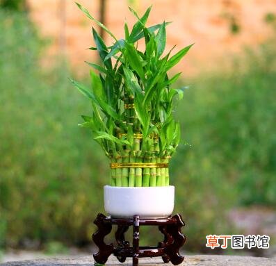 【水养】富贵竹的水养殖方法和注意事项，6个步骤帮你养出翠绿富贵竹