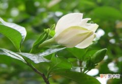【栀子花】盆栽栀子花的养殖方法和注意事项，6个步骤教你养出美丽的栀子花