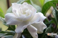 【花卉】十大最香的花，盘点10种最香最美花卉
