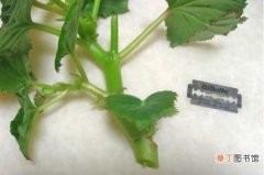 【繁殖】丽格海棠的繁殖方法：播种是植物繁殖的常用手法，丽格海棠也可采用