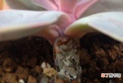 【腐烂】紫珍珠黑腐怎么办，清理腐烂杀菌消毒/救治无效可适当繁殖