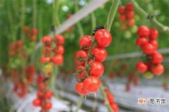 【种植】小番茄种植时间和方法，春夏播种养殖最佳